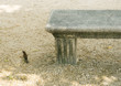 Bird on ground next to park bench
