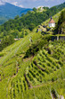 grand cru vineyard and Chapel of St. Urban, Thann, Alsace, Franc