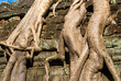 Detail of big      at Ta Prohm, Siem reap, Cambodia.