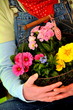 Blumenkorb