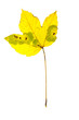 Autumn leaf Autumn leaf