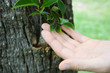 Hand touching leaves growing on tree trunk, cropped view