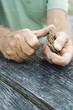 Photo: Man whittling piece of bark, cropped view of hands Man whittling piece of bark, cropped view of hands