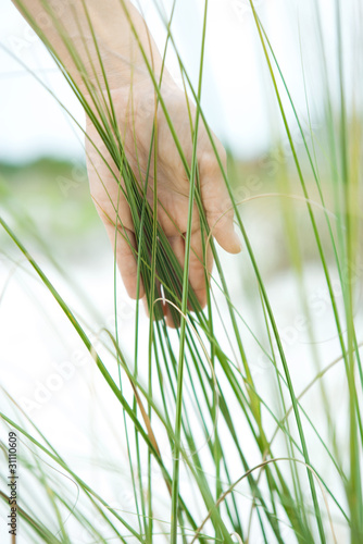 Photo: Hand touching dune grass, close-up Hand touching dune grass, close-up