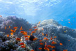 Shoal  scalefin fish on the reef