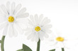 Craft daisies