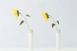 Yellow flowers in vases, side view