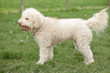 Lagotto nei prati