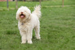 Lagotto nei prati
