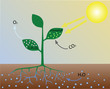 Vector: Photosynthesis (scheme) Photosynthesis (scheme)