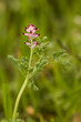 fleur sauvage