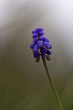 muscari