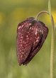 fritillaire