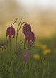 fritillaire