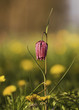 fritillaire