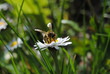 abeille