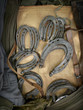 Horseshoes