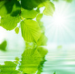 fondo con vegetacion y agua