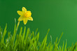 narcissus