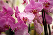 Orchideenblüte
