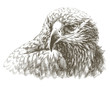 eagle line art