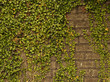 Leaves and medieval wall