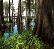Swamp