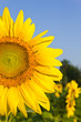 Sunflower Sunflower