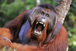 The male of the orangutan grimaces and yawns.