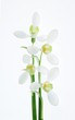 canvas print picture - snowdrops