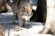 wolf