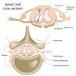 Cross section of the spinal cord, eps8
