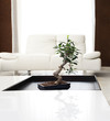 Luxury apartment Luxury apartment