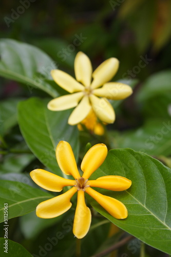 Photo: flower of yellow gardenia flower of yellow gardenia