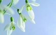 canvas print picture - snowdrops