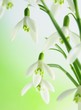 canvas print picture - snowdrops
