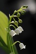 muguet_2 muguet_2