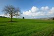 Green Field