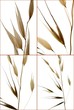 folle avoine, Avena fatua