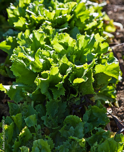 Photo: Salad in a kitchen garden. Salad in a kitchen garden.
