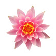 Water lily isolated on white background – clipping path included