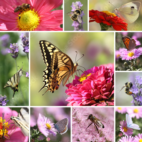 Photo: Butterflies and Bees Collage Butterflies and Bees Collage