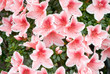 Azalea (Rhododendron simsii 'Mevrouw Gerard Kint') Azalea (Rhododendron simsii 'Mevrouw Gerard Kint')