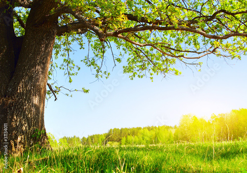 Foto: Tree Tree