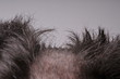 Hair