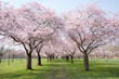Kirschblüten Allee