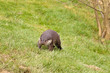 Foto: Otter, just left the river and shaking off water drops Otter, just left the river and shaking off water drops