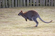 Känguru