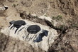 Photo: Installing Domestic Septic Tank Installing Domestic Septic Tank