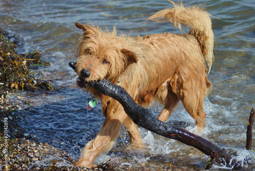 Photo: Hund mit Stöckchen Hund mit Stöckchen